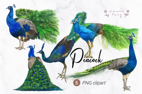 Peacock Watercolor Illustrations for Local Branding