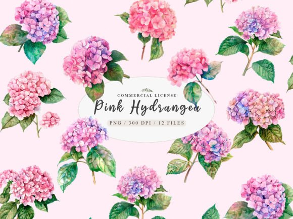 Pink Hydrangea Clipart Illustrations for Editorial Design