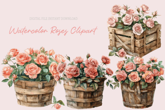 Pink Roses in Basket Watercolor Flowers Illustrations